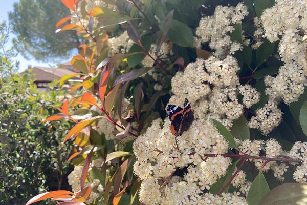 Un photinia en fleur, butiné par un papillon, dans un jardin près de Lunel dans l'Hérault.