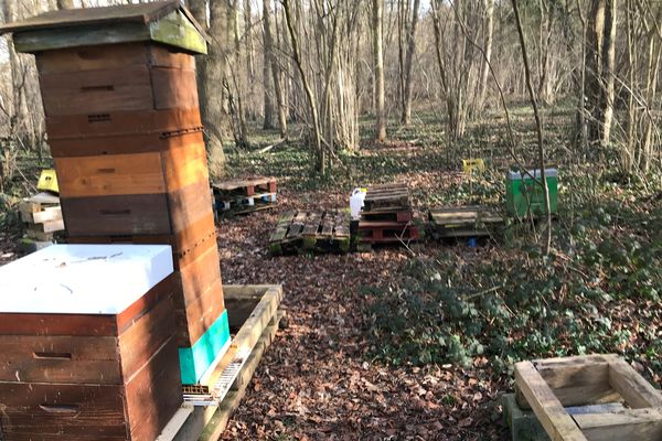 Les ruches de Stéphane Balesdent ont été volées dans un bois à Boves