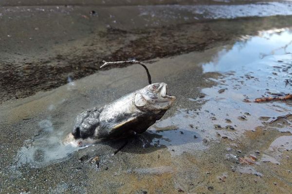 Des milliers de truites Fario asphyxiées dans la Durance