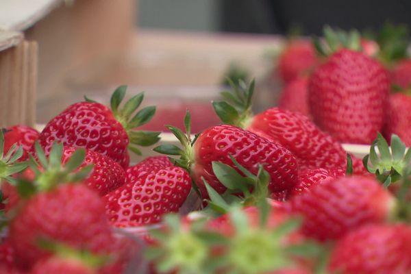 À Beaulieu-sur-Dordogne, la fête de la fraise se déroule ce dimanche 12 mai 2024.