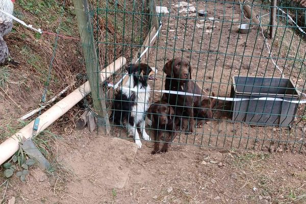 Le 25 septembre, les gendarmes de l'Aude sont intervenus dans une élevage illicite.