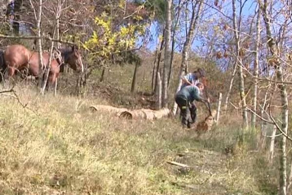 le cheval : outil indispensable pour un débardage écologique