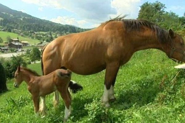 Les particularités du cheval de Megève, 600 kg à la pesée, 1,6 mètre au garrot. 