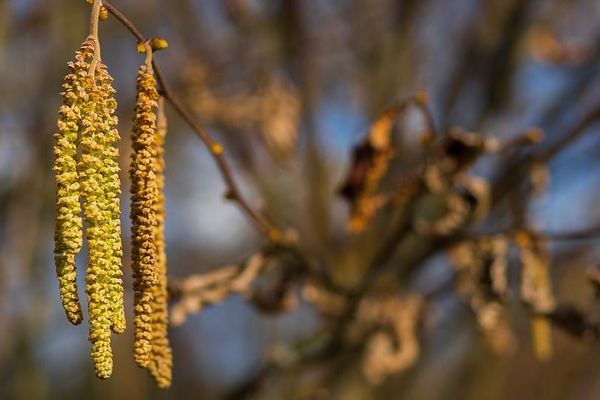 Les personnes allergiques doivent se méfier des pollens d’aulne.