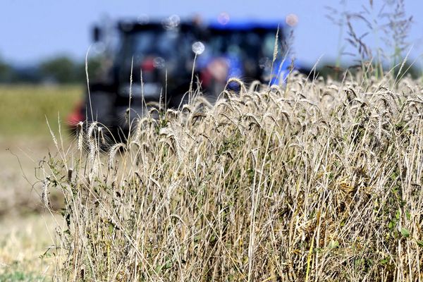 L'agriculteur a découvert le corps dans son champ. 