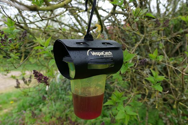 Des associations distribuent un peu partout en Bretagne des pièges sélectifs pour attraper les reines du frelon asiatique. Exemple ici d'un piège distribué à Brec'h dans le Morbihan