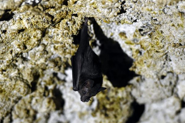 Les chauves-souris à l'honneur de la 24e nuit internationale. 