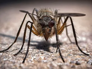 Le virus West Nile est transmis par un moustique infecté par des oiseaux.