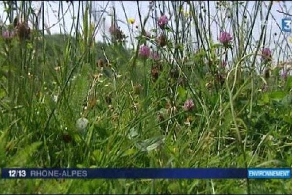 Dans les herbages non semés, les troupeaux se régalent d'une grande variété de fleurs.