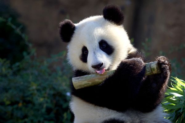 Le panda Huanlili au zoo de Beauval, ici photographié en août 2022, sera visité par 2 700 jeunes et accompagnants du Secours populaire ce jeudi 24 août.