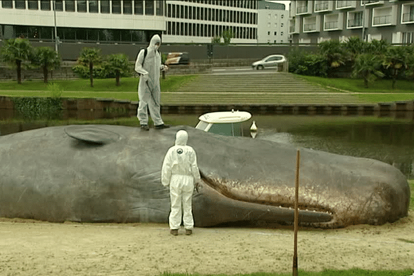 La mise en scène autour de ce faux cachalot est une performance artistique dans le cadre du festival des Tombées de la Nuit