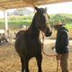 Andy Booth, l'homme qui parle le langage des chevaux, lors d'un stage à Cancale ce 7 avril 2024