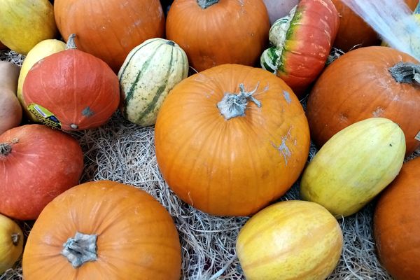 Un éventail des différentes variétés de courges qui peuvent aussi égayer la décoration et régaler durant les fêtes de fin d'année.