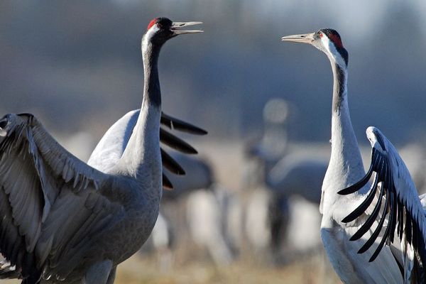 La fête de la grue a lieu du 20 au 28 octobre au lac du Der