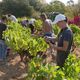 Grâce aux vendanges solidaires, Pierre Michelland a pu récolter 3 000 m² de parcelles de raison chez un confrère. Il avait perdu 90% de son raisin en avril suite à un épisode de gel.