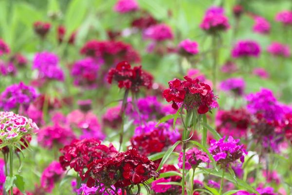 La fleur bio française séduit de plus en plus de consommateurs.