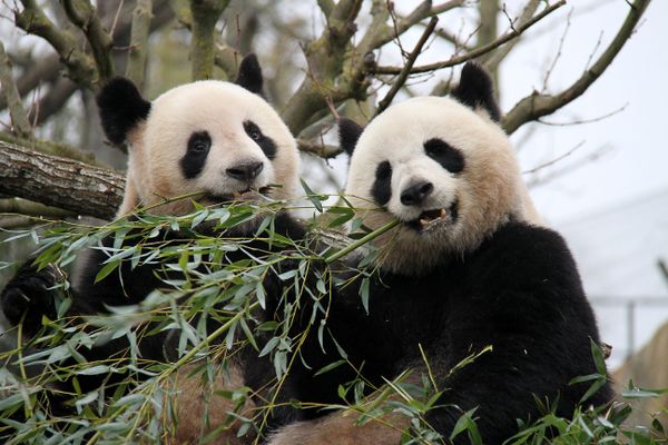 Huan Huan et Yuan Zi à leur arrivée à Beauval en 2012.