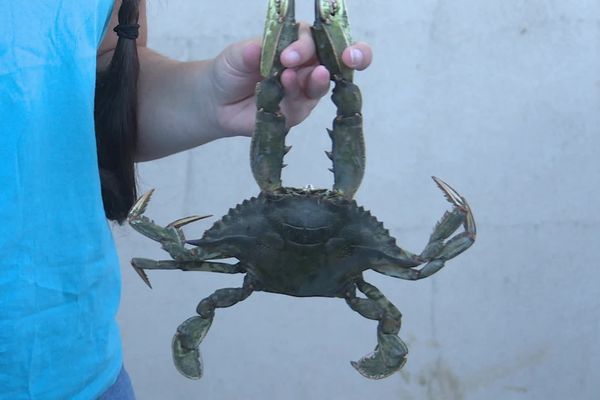 Le crabe bleu est apparu pour la première fois en Corse dans les années 1990.