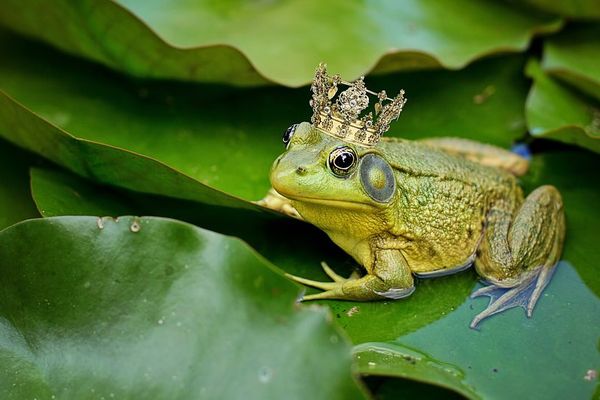 Ce mardi 15 août 2017, Arc-sur-Tille célébrait sa première fête de la grenouille