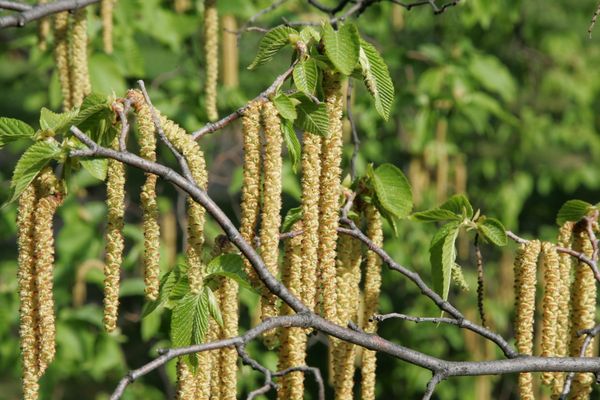 Fleurs de bouleau