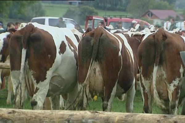 Le comice agricole de Dommartin (25) : des montbéliardes 