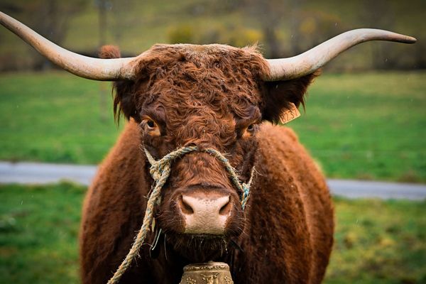 Pour certains historiens les vaches peintes dans la grotte de Lascaux s'apparenteraient à la salers.