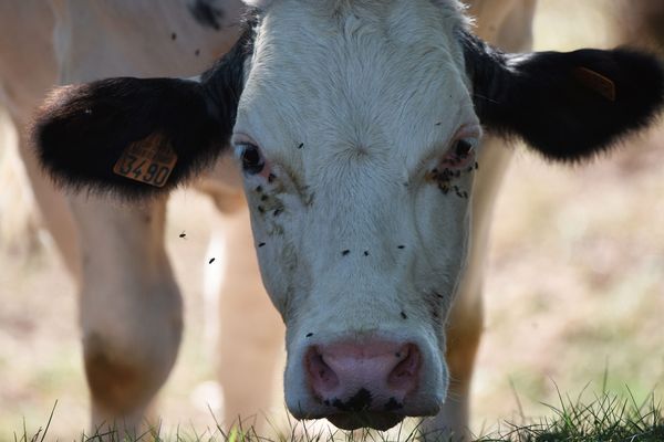 "L'Elite", une vache du GAEC Castanet de Saint-Arcons-de-Barges, en Haute-Loire, a remporté le premier prix de section en race montbéliarde au concours général agricole du salon de l'agriculture