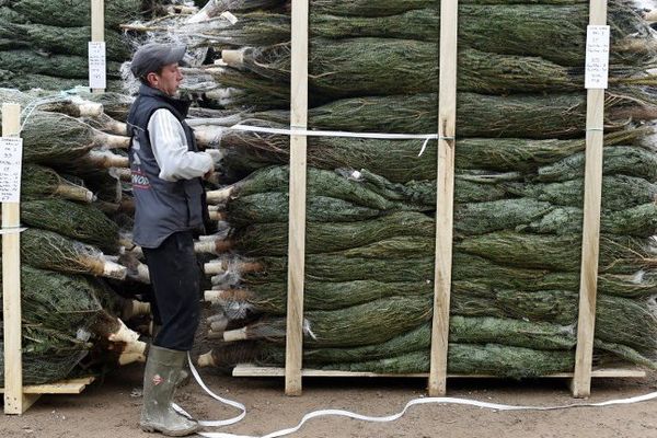 Noël: le doux climat de la Bretagne, eldorado du sapin nordmann