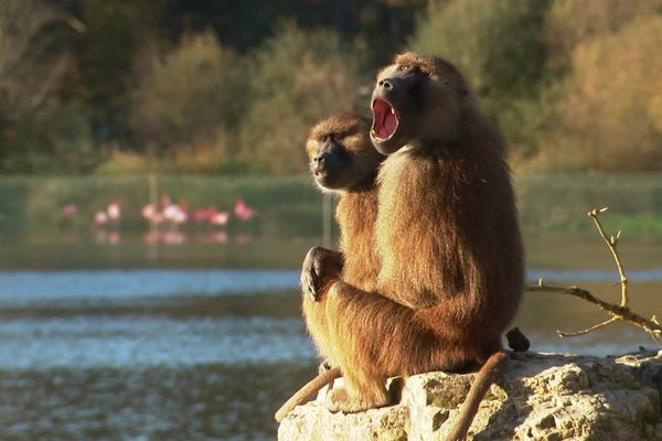 1.500 animaux vivent dans les 436 hectares de la plus vaste réserve animalière de France, au cœur de la Brenne.