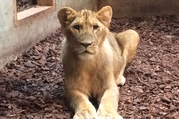 Les lionceaux ont grandi. Ils pèsent désormais 60 kilos