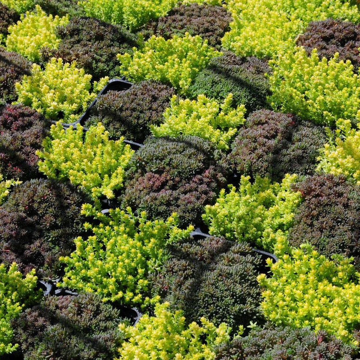 Festival Graines de jardin : 90 000 mains vertes attendues à Rouen, pendant  deux jours