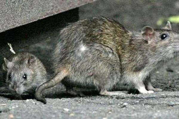 La légende veut qu'il y ait deux rats par habitant à Paris.