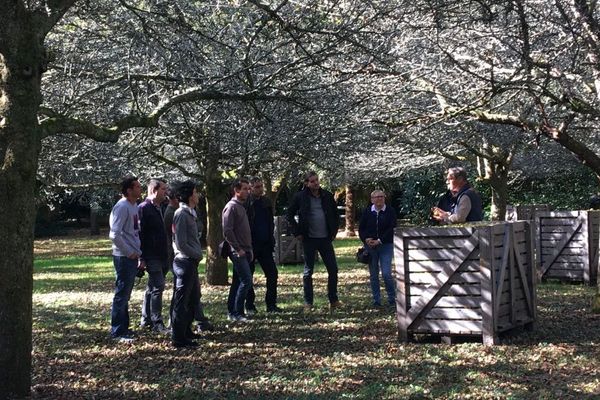 Visite d'un verger à pommes à cidre au manoir de Kinkiz à Quimper (Finistère)