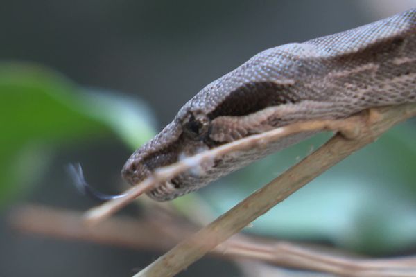 Une fois adulte, cette espèce de boa peut atteindre environ deux mètres de long