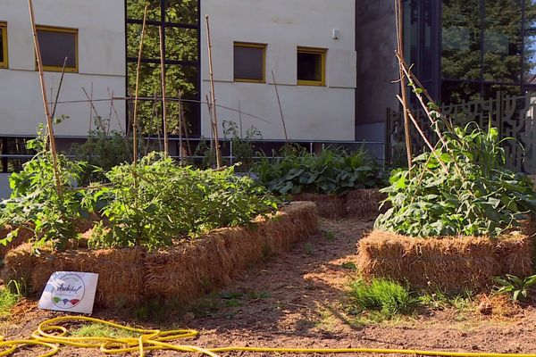 Le potager du parc Gamenson derrière la médiathèque donne déjà fruits et légumes