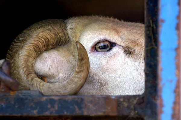 Un bélier a chargé une agricultrice octogénaire installée dans l'Aveyron.