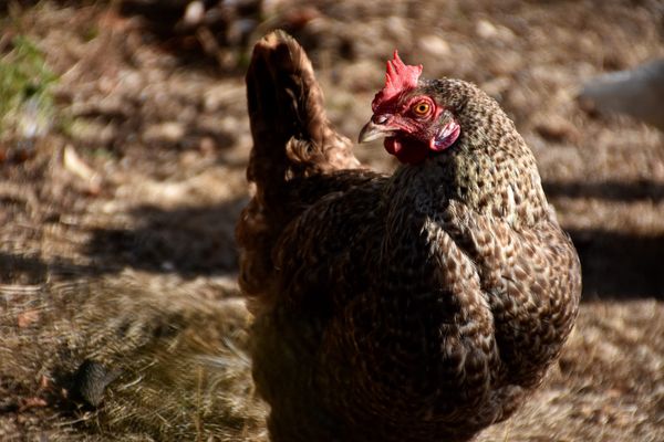 Au 20 avril 2022, 799 élevages ont été touchés par l'Influenza aviaire hautement pathogène (IAHP) dans les Pays de la Loire