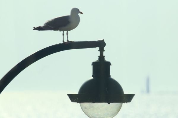 Un goëland argenté surveille... Photo d'illustration