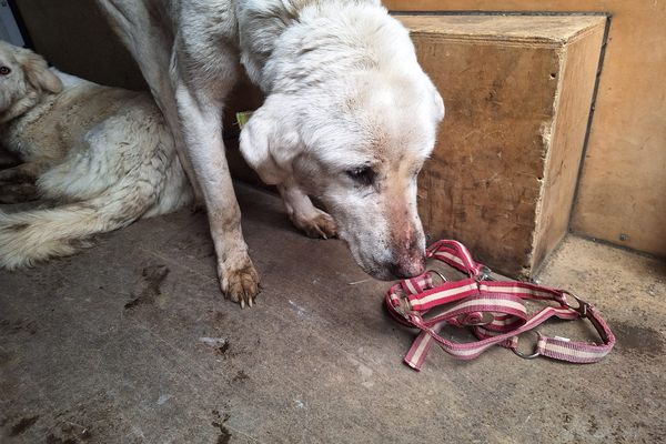 Les quatre chiens de la ferme, affamés, semaient le trouble dans le village du Doubs