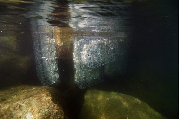 Des casiers remplis de coquilles sont immergés et servent d'abris aux petits pissons.