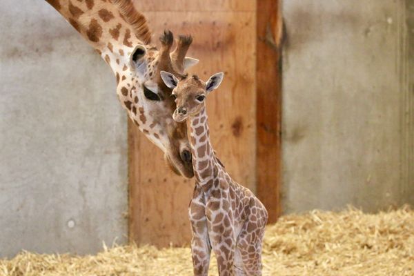 Le girafon est né vers 18h, dimanche 15 août. ©zoo de Champrépus 