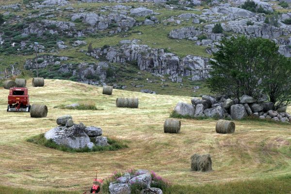 paysage de l'Aubrac en Lozère