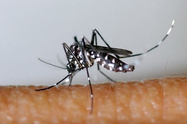 Le moustique tigre peut transmettre le virus du Chikungunya.