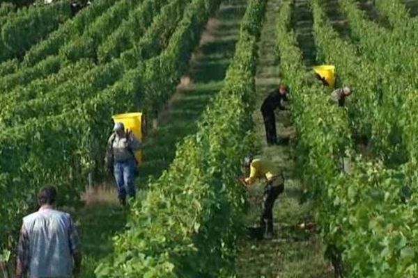 En 2012, plus de 2000 embauches avaient été conclues grâce à Alsace Vendanges