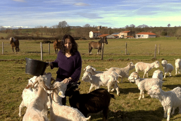 A Sauxillanges, dans le Puy-de-Dôme, Sandra Hobeniche élève un troupeau de 78 chèvres angora