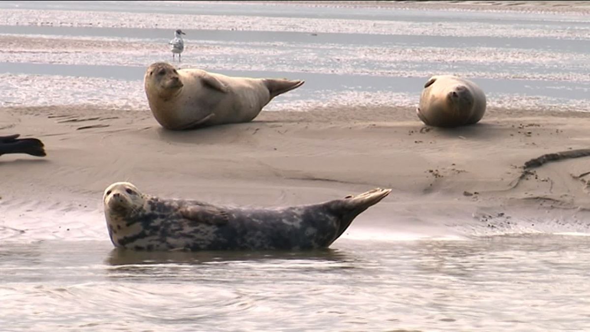 Video Berck Sur Mer La Capitale Du Phoque En France