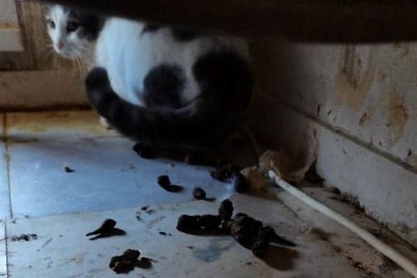 Douze chats ont été retrouvés dans des conditions déplorables dans un appartement de Vernou-sur-Brenne.