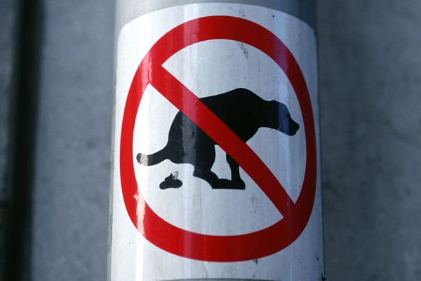 A Hyères, les propriétaires de chiens qui font leurs excréments dans la rue peuvent être lourdement pénalisés.