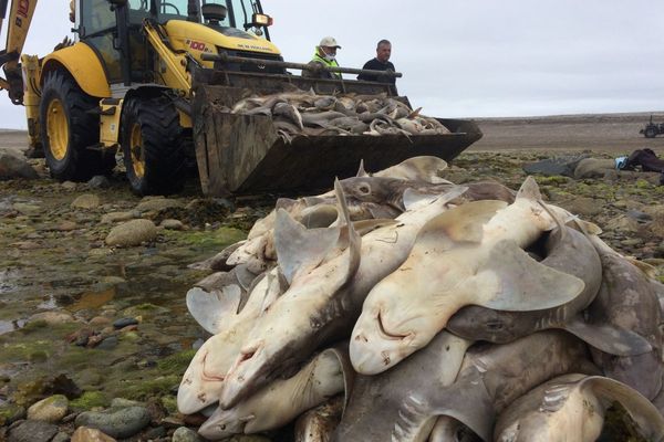 Les services de la mairie et des bénévoles ramasse les requins morts pris dans ce filet de 700 m de long au niveau du Sillon de Talbert