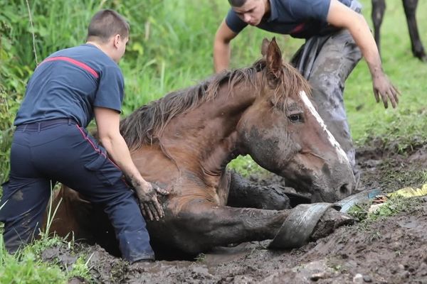 Un cheval enlisé dans la boue aidé par des sapeurs-pompiers.